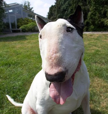 Don't I look cute!
Ключови думи: Kiko English Bull Terrier tongue