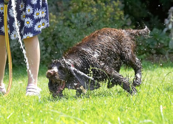 I've almost got it!
Keywords: Fizzy Cocker Spaniel