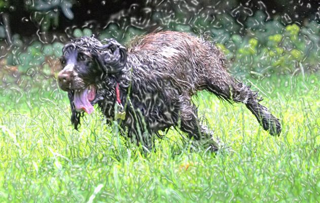 This is such fun
Keywords: Fizzy Cocker Spaniel