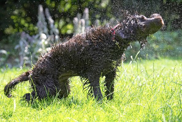 Time for a little rotation
Anahtar kelimeler: Fizzy Cocker Spaniel