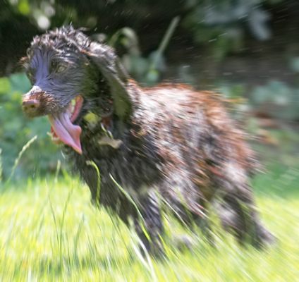I'm so fast, I'm just a blur
Ključne besede: Fizzy Cocker Spaniel