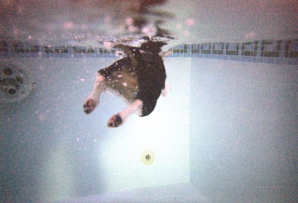 Jake in underwater sunlight
We tried using a disposable underwater camera using old fashioned film.  This was the only shot that was usable!
Schlüsselwörter: Jake Jack Russell Terrier swimming