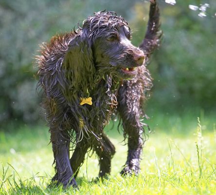 Oooh, I've gone all dizzy
Anahtar kelimeler: Fizzy Cocker Spaniel