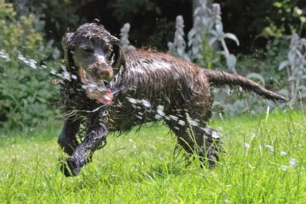 Yesss, gotit
Palabras clave: Fizzy Cocker Spaniel
