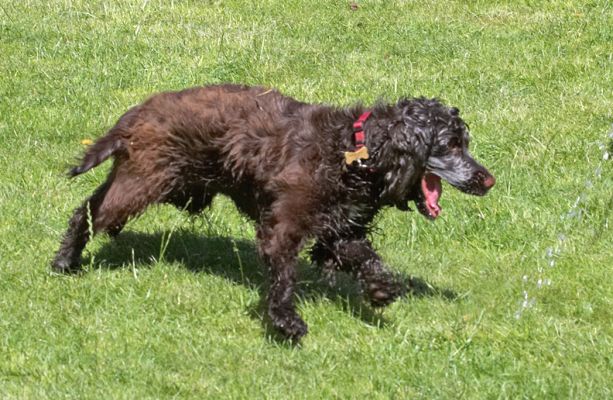Put that water back on
Palabras Clave: Fizzy Cocker Spaniel