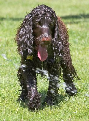 This is such a cool way to cool off
Ključne besede: Fizzy Cocker Spaniel