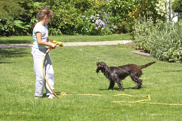 Team work
Klíčová slova: Fizzy Cocker Spaniel Kasia