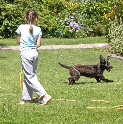 Who's exercising who?
Ključne besede: Fizzy Cocker Spaniel Kasia