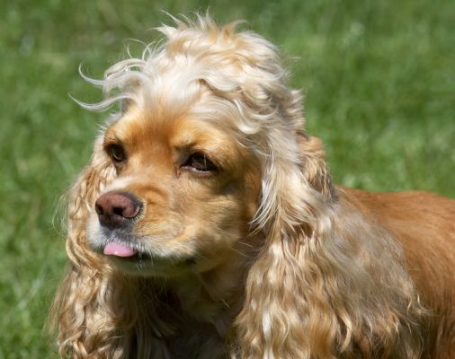 Now, what shall I do next?
Palabras Clave: Alicia American Cocker Spaniel