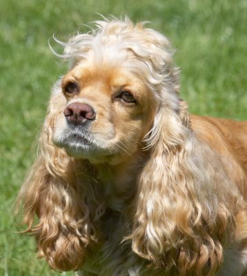 Is it time for a cuddle?
Schlüsselwörter: Alicia American Cocker Spaniel