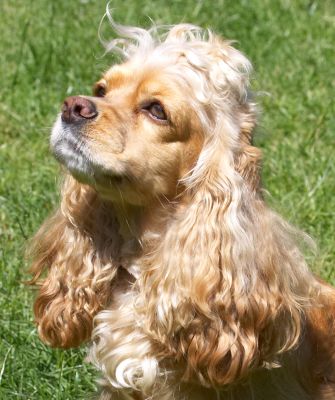 OK, take me off this grass
Palabras clave: Alicia American Cocker Spaniel