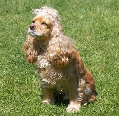 Well, do I get a cuddle or not?
Keywords: Alicia American Cocker Spaniel
