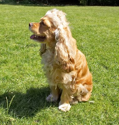 Surveying my kingdom
Słowa kluczowe: Alicia American Cocker Spaniel