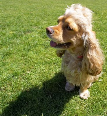 Me and my shadow
Λέξεις-κλειδιά: Alicia American Cocker Spaniel