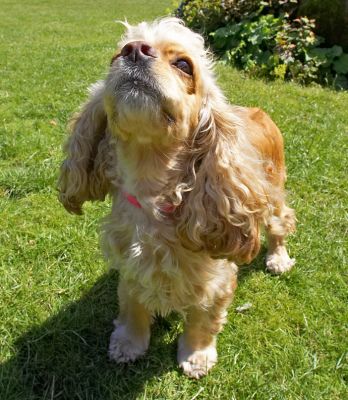 Why is everyone taller than me?!
Schlüsselwörter: Alicia American Cocker Spaniel