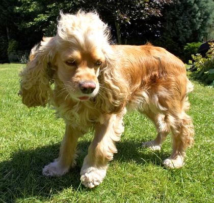Euwww is that grass?
Keywords: Alicia American Cocker Spaniel
