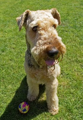 I'm a cool dude
Keywords: Ralf Airedale Terrier
