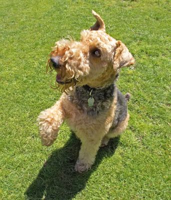 Oh, go on, give me some
Anahtar kelimeler: Molly Airedale Terrier