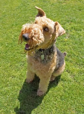 I'm waiting patiently
Palabras clave: Molly Airedale Terrier