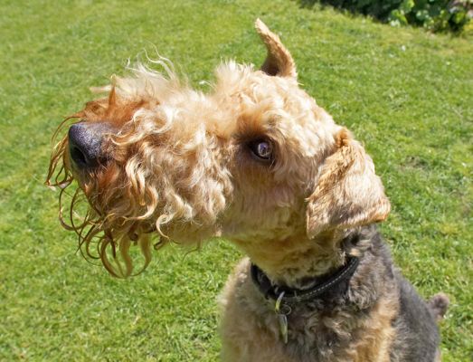 I think there's something in that jar for me
Schlüsselwörter: Molly Airedale Terrier