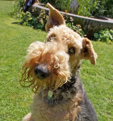 Don't I do cute really good!
Ključne besede: Molly Airedale Terrier