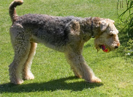 I've got the ball.  What do I do with it now?
Anahtar kelimeler: Ralf Airedale Terrier