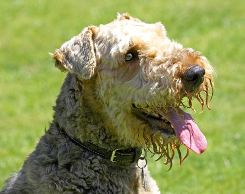 Is that for me?
Anahtar kelimeler: Ralf Airedale Terrier