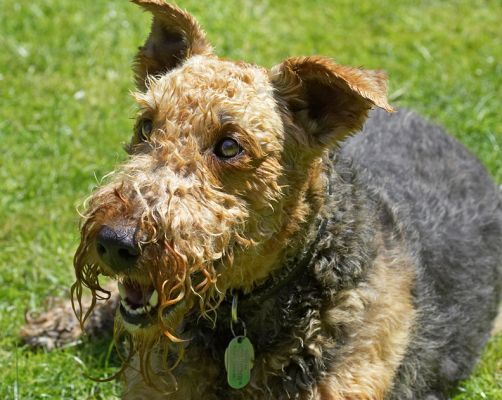 So, wot we doin' now?
Keywords: Molly Airedale Terrier
