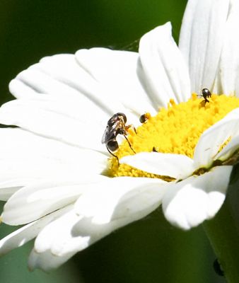 A daisy playing host to a variety of wildlife
Keywords: Daisy wildlife