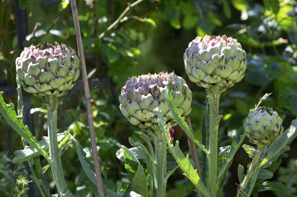 Artichoke Plant
Whoops, it looks like we didn't pick the artichokes in time to cook and eat them.  They'll soon become huge open flowers.  As much as I like eating artichokes, they're also pretty spectacular when they bloom.
Palabras clave: artichoke Whitecroft garden flowers