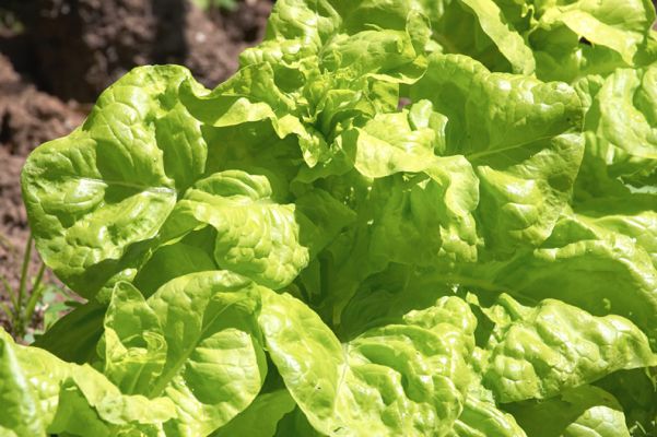 There's nothing like your own lettuce - if we can eat it before the wildlife does!
Trefwoorden: Lettuce