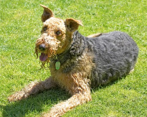 Think I'll just rest for a while
Keywords: Molly Airedale Terrier