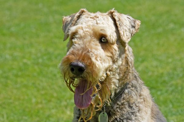 Handsome
Ključne besede: Ralf Airedale Terrier