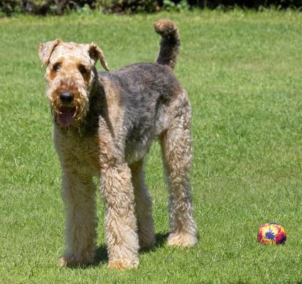 What ball?
Klíčová slova: Ralf Airedale Terrier