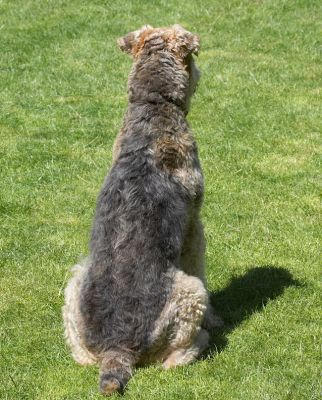 I need to look over there
Anahtar kelimeler: Ralf Airedale Terrier