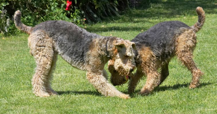 Look, we can make a  heart
Anahtar kelimeler: Ralf Molly Airedale Terrier