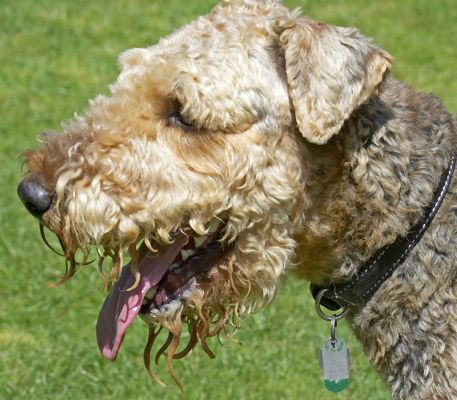 Just taking a  breather
Mots-clés: Ralf Airedale Terrier