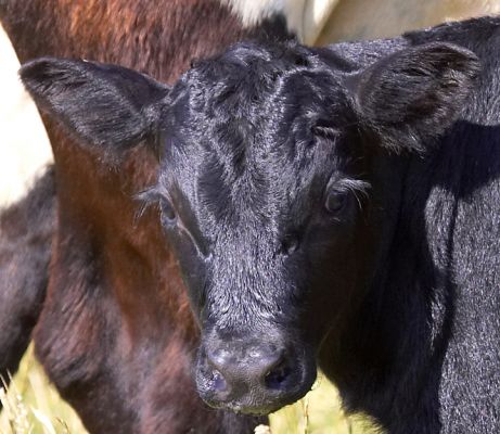 New born calf
At the time of this photo this Gloucester/Aberdeen calf was just a few hours old
Mots-clés: Aberdeen Angus Gloucester cattle calf