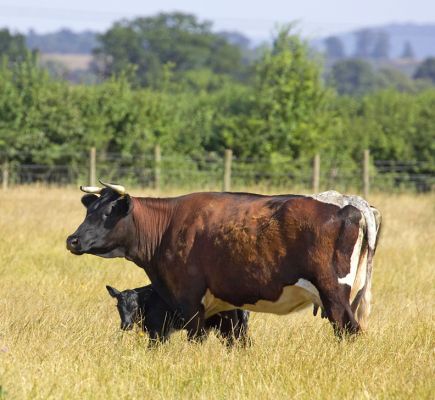 Betty with her newborn
Ключові слова: Betty Gloucester Aberdeen Angus calf cow cattle