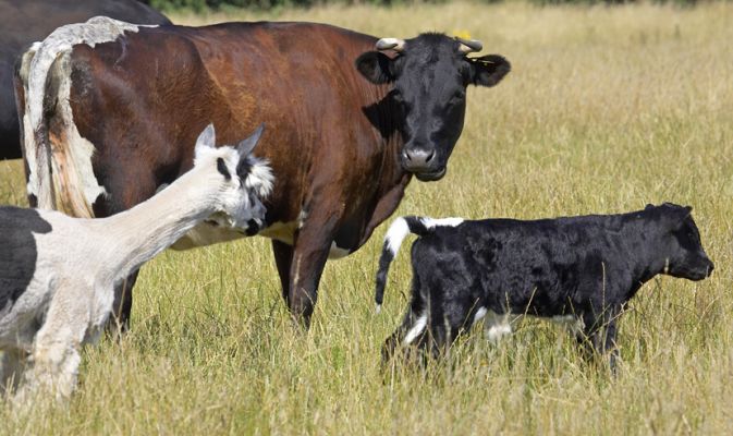 Auntie Alpaca checking out the new baby
Schlüsselwörter: Gloucester Aberdeen Angus calf cow cattle alpaca