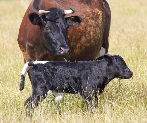 Mum watching over her new baby
Schlüsselwörter: Gloucester Aberdeen Angus cow calf cattle