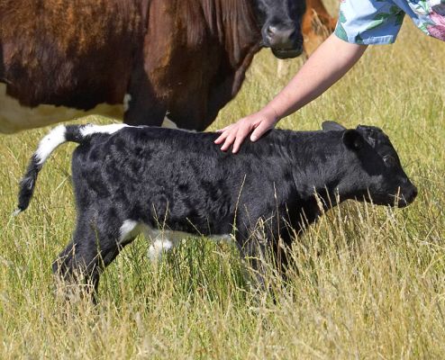 Brave!!
Betty is so used to people in the field as we feed them every day that she allowed Craig to stroke her new born calf.
Keywords: Gloucester cow cattle Aberdeen Angus calf