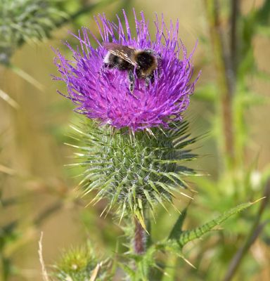 This bee is almost as big as the thistle!
Keywords: Bee thistle