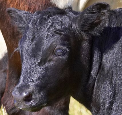 Handsome
Keywords: Gloucester Aberdeen Angus calf