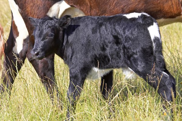 Just checking out this new world
Keywords: Gloucester cow calf Aberdeen Angus