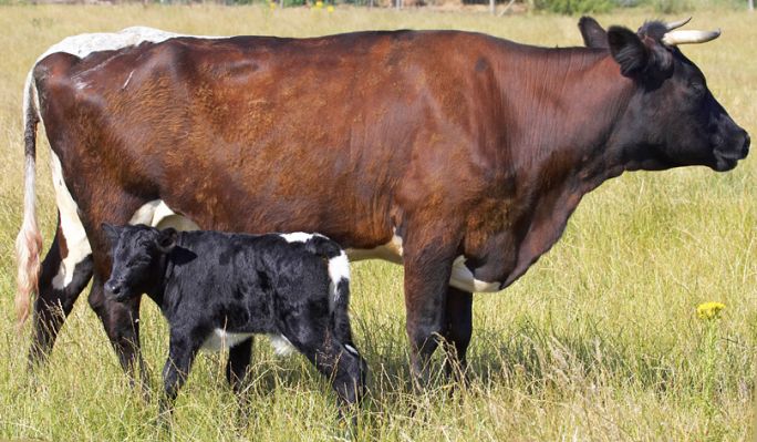 Proud mum
Palabras clave: Gloucester cow cattle calf Aberdeen Angus