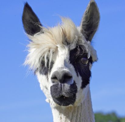 Curious
The sky was really this blue.  It was a great summer's day.
Ključne besede: Alpaca blue sky