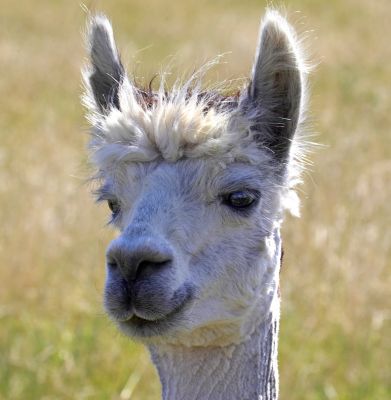 What's goin' on?
Palabras clave: Alpaca