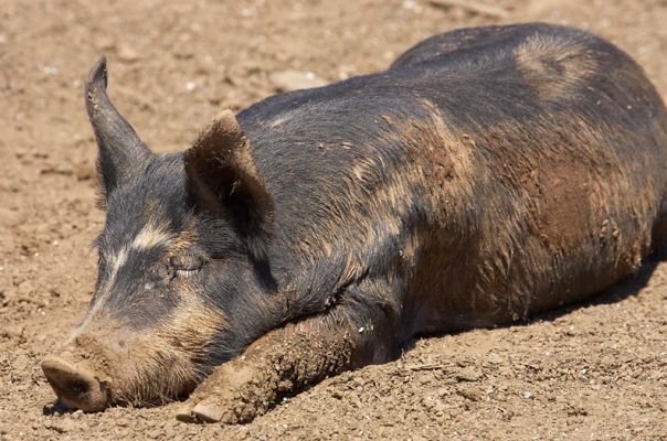 It's just too hot to do anything
Keywords: Berkshire pig