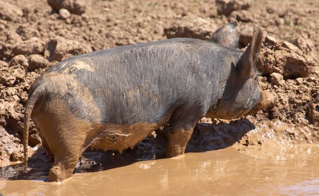 There's nothing like a paddle on a hot day
Anahtar kelimeler: Berkshire pig